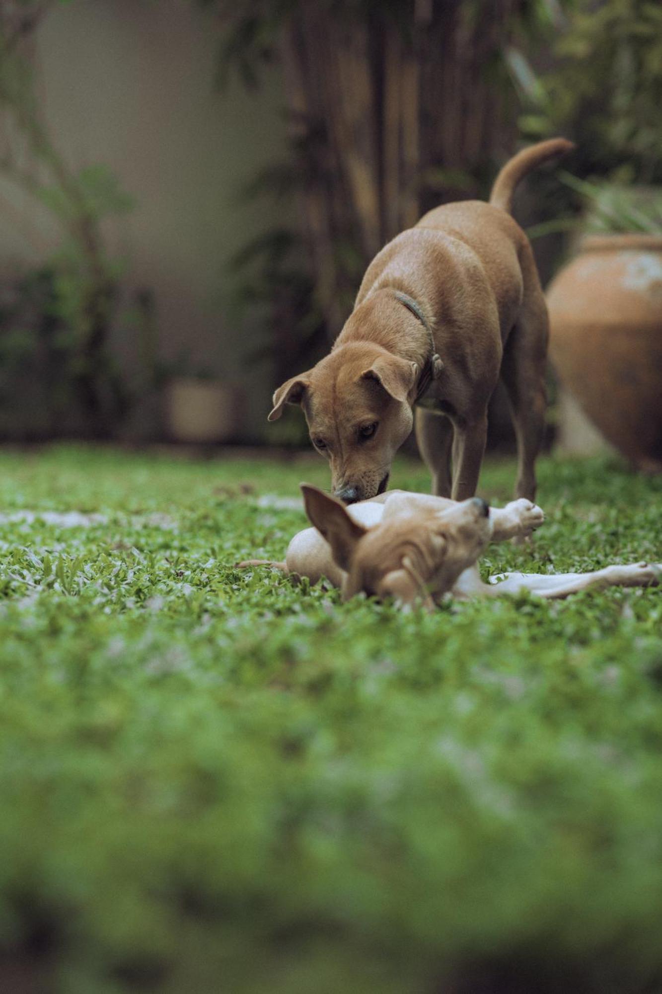 ホテル The Yard Hiriketiya ディックウェラ エクステリア 写真