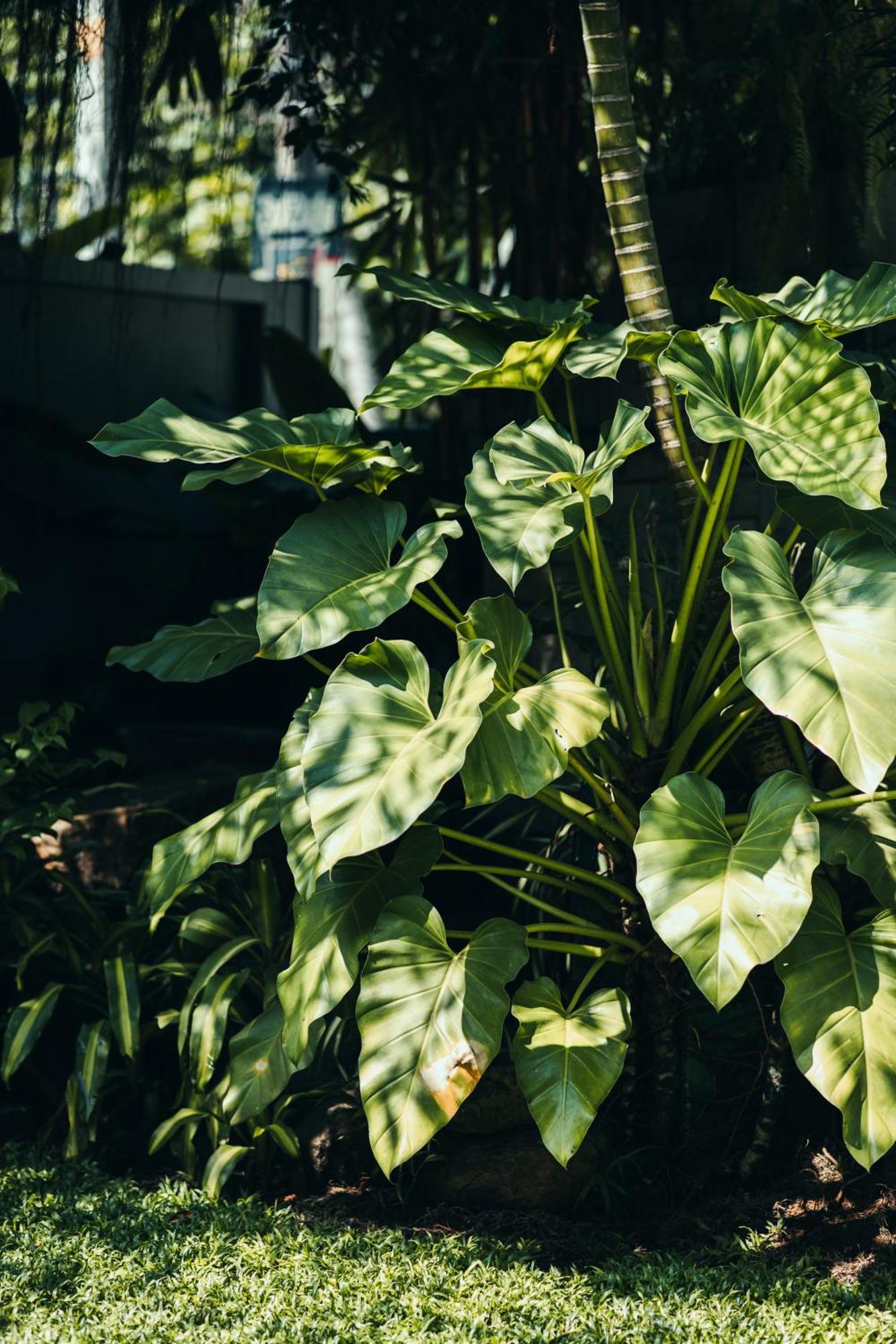 ホテル The Yard Hiriketiya ディックウェラ エクステリア 写真